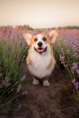 Lavanta çiçekli köpek. Sevimli hayvan. Lavanta tarlasında Corgi köpeği. Doğada evcil hayvan