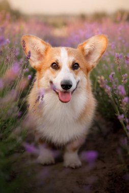 Lavanta çiçekli köpek. Sevimli hayvan. Lavanta tarlasında Corgi köpeği. Doğada evcil hayvan