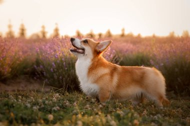 Lavanta çiçekli köpek. Sevimli hayvan. Lavanta tarlasında Corgi köpeği. Doğada evcil hayvan