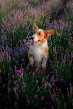 Lavanta çiçekli köpek. Sevimli hayvan. Lavanta tarlasında Corgi köpeği. Doğada evcil hayvan