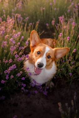 Lavanta çiçekli köpek. Sevimli hayvan. Lavanta tarlasında Corgi köpeği. Doğada evcil hayvan