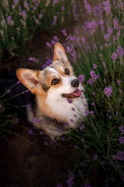 Lavanta çiçekli köpek. Sevimli hayvan. Lavanta tarlasında Corgi köpeği. Doğada evcil hayvan