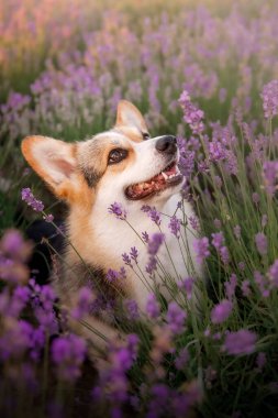 Lavanta çiçekli köpek. Sevimli hayvan. Lavanta tarlasında Corgi köpeği. Doğada evcil hayvan