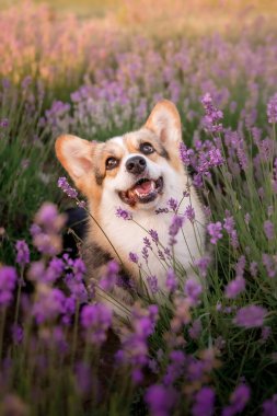 Lavanta çiçekli köpek. Sevimli hayvan. Lavanta tarlasında Corgi köpeği. Doğada evcil hayvan