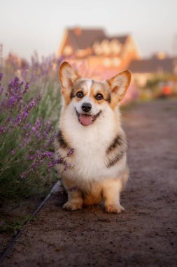 Lavanta çiçekli köpek. Sevimli hayvan. Lavanta tarlasında Corgi köpeği. Doğada evcil hayvan