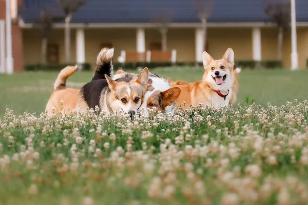 Ουαλός Σκύλος Corgi Τρέχει Έξω Χαριτωμένο Χνουδωτό Σκυλάκι — Φωτογραφία Αρχείου