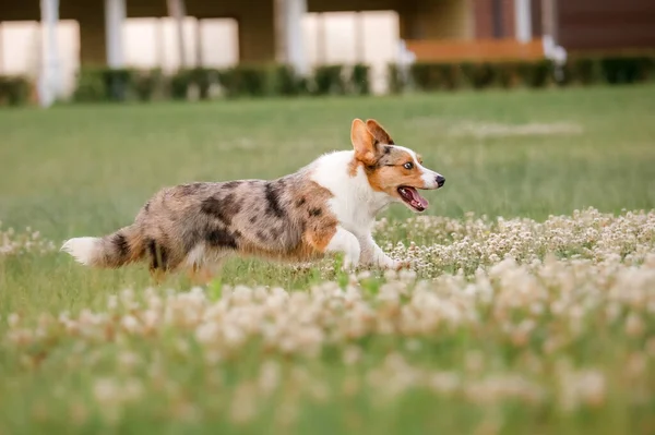 Walesiska Corgi Hund Kör Utomhus Söt Fluffig Hund Valp — Stockfoto