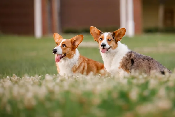 在户外的草地上 快乐而活跃的纯正的威尔士科尔吉犬 — 图库照片