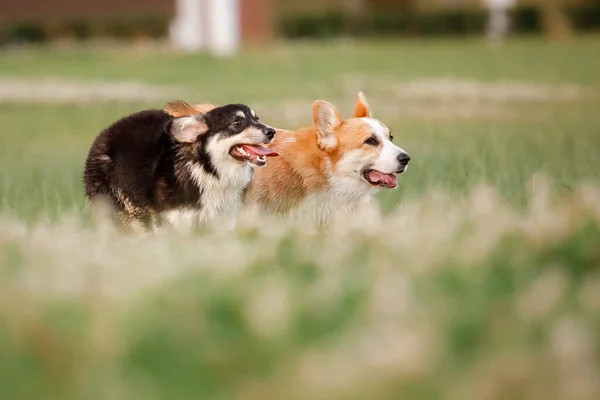 Welsh Corgi Dog Running Outdoor Cute Fluffy Dog Puppy — Stock Photo, Image