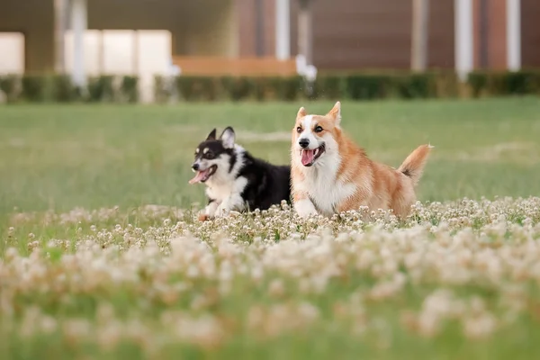 Welsh Corgi Hond Loopt Buiten Leuke Pluizige Hond Puppy — Stockfoto