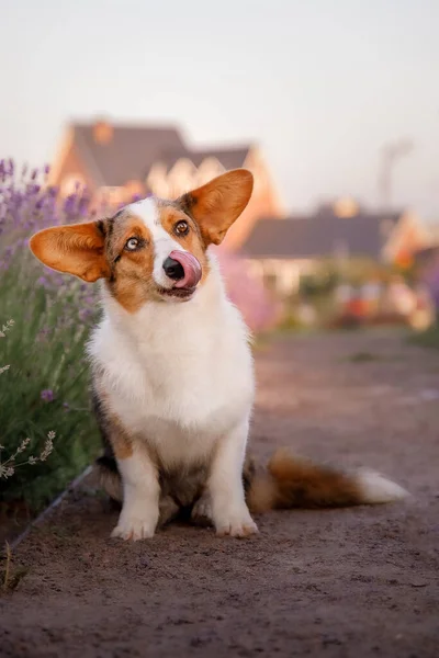 ラベンダーの花の犬 可愛いペットだ ラベンダー畑のコーギー犬 自然の中でペット — ストック写真