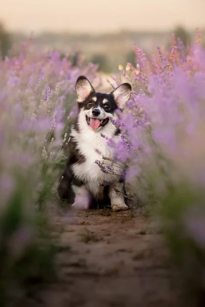 Pes Levandulových Květinách Krásné Zvířátko Corgi Pes Levandulovém Poli Domácí — Stock fotografie