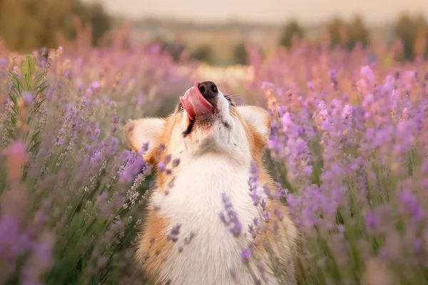 Hund Lavendelblüten Schönes Haustier Corgi Hund Auf Einem Lavendelfeld Haustier — Stockfoto