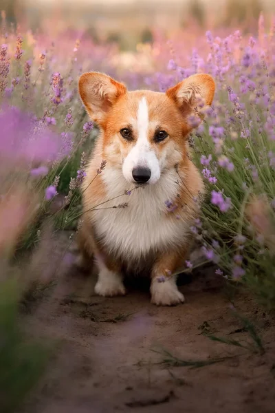 Lavanta çiçekli köpek. Sevimli hayvan. Lavanta tarlasında Corgi köpeği. Doğada evcil hayvan