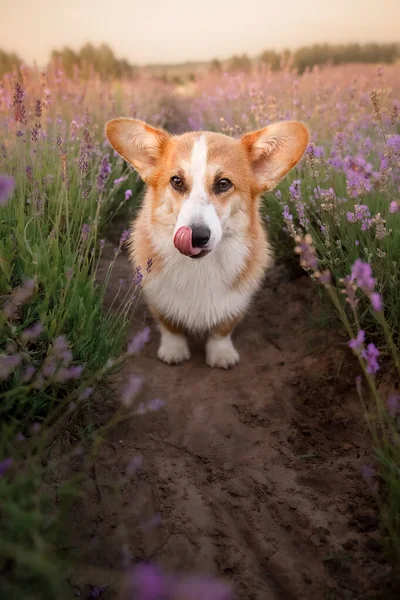 Lavanta çiçekli köpek. Sevimli hayvan. Lavanta tarlasında Corgi köpeği. Doğada evcil hayvan