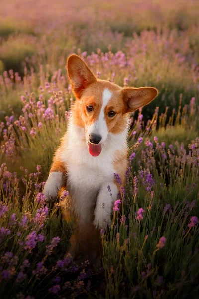 Lavanta çiçekli köpek. Sevimli hayvan. Lavanta tarlasında Corgi köpeği. Doğada evcil hayvan