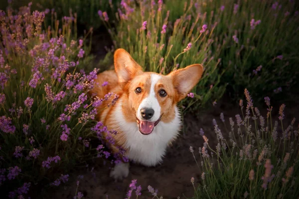 Lavanta çiçekli köpek. Sevimli hayvan. Lavanta tarlasında Corgi köpeği. Doğada evcil hayvan