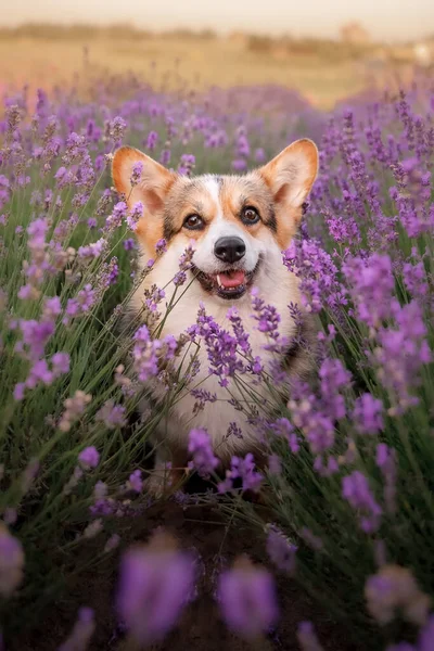 Lavanta çiçekli köpek. Sevimli hayvan. Lavanta tarlasında Corgi köpeği. Doğada evcil hayvan