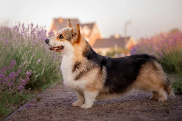 Perro Flores Lavanda Hermosa Mascota Perro Corgi Campo Lavanda Mascota — Foto de Stock