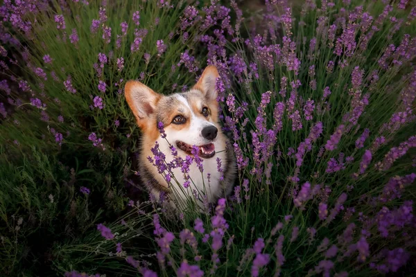 Lavanta çiçekli köpek. Sevimli hayvan. Lavanta tarlasında Corgi köpeği. Doğada evcil hayvan