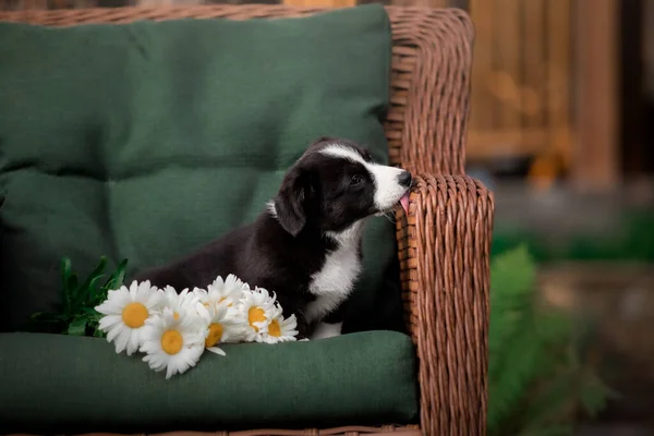 Çiçek Buketli Şirin Bir Köpek Yavrusu Galli Corgi Pembroke Puppy — Stok fotoğraf