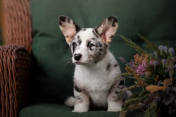 Милий Щеня Квітковим Букетом Welsh Corgi Pembroke Puppy — стокове фото