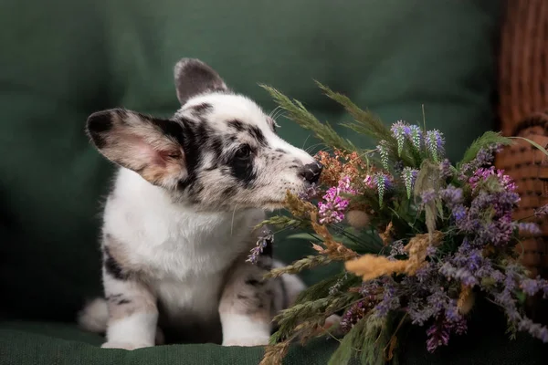 Roztomilé Štěně Kyticí Welsh Corgi Pembroke Puppy — Stock fotografie