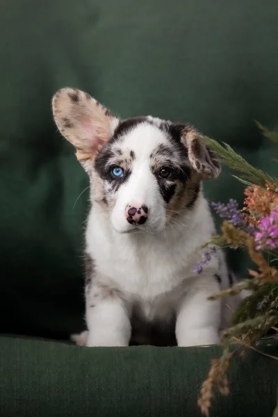 Cute Puppy Flower Bouquet Welsh Corgi Pembroke Puppy — Stock Photo, Image