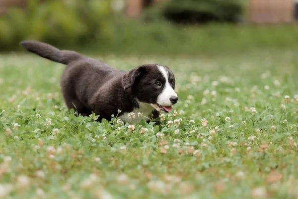 Welsh Corgi Cardigan Chien Gonflé Mignon Chiot — Photo