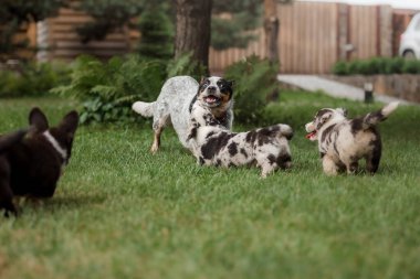 Mutlu köpek yavruları dışarıda oynayıp koşuyor. Corgi köpekleri. Köpek kulübesi..