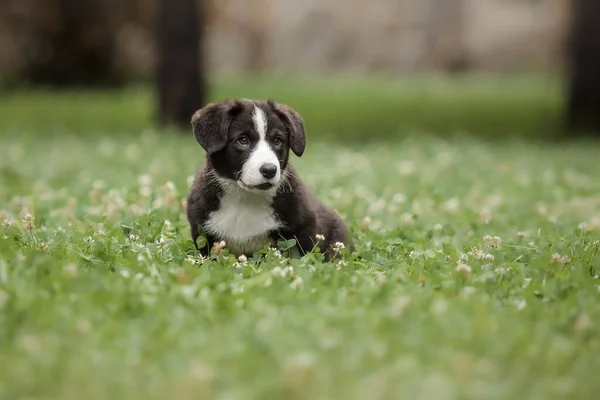 ウェールズコーギーカーディガンかわいいふわふわ犬子犬 — ストック写真