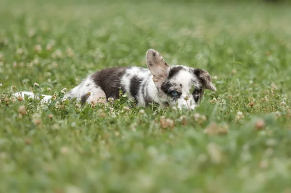 Walesiska Corgi Cardigan Söt Fluffig Hund Valp — Stockfoto