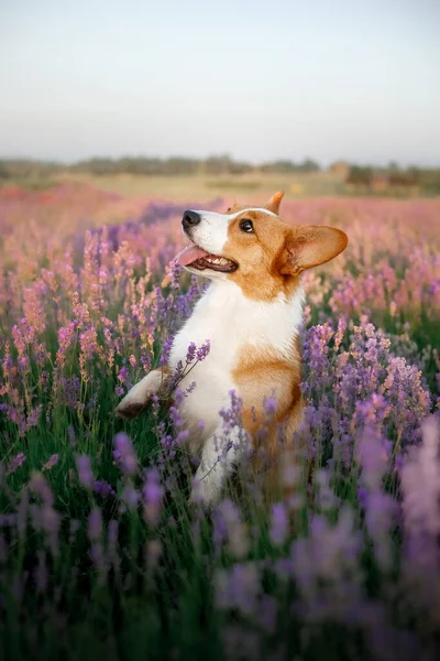 Pies Lawendowych Kwiatach Urocze Zwierzątko Corgi Pies Polu Lawendowym Zwierzęta — Zdjęcie stockowe