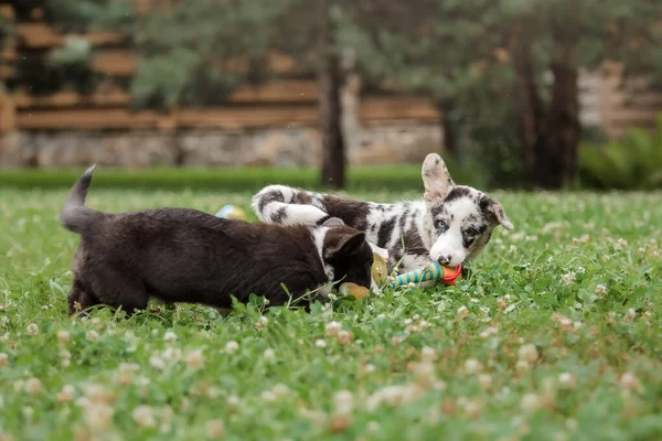 Cachorros Felices Jugando Corriendo Juntos Aire Libre Perros Corgi Perrera — Foto de Stock
