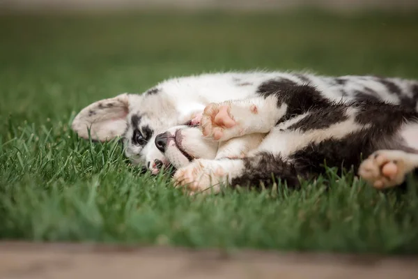 Happy Puppies Playing Running Together Outdoors Corgi Dogs Dog Kennel — Stock Photo, Image