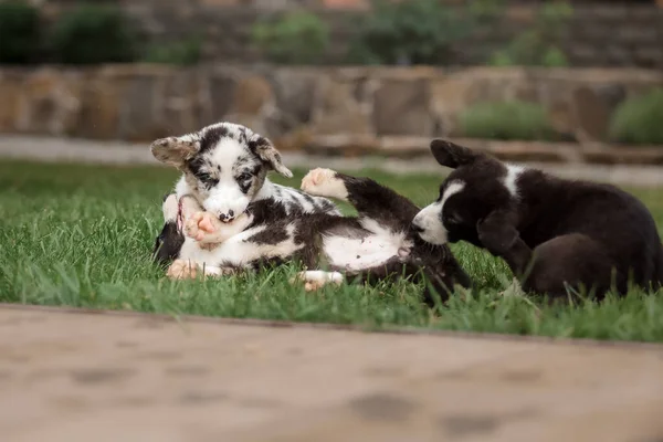 Mutlu Köpek Yavruları Dışarıda Oynayıp Koşuyor Corgi Köpekleri Köpek Kulübesi — Stok fotoğraf