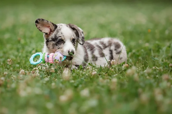 Welsh Corgi Svetr Roztomilý Nadýchaný Pes Štěně — Stock fotografie