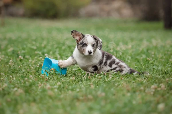 Welsh Corgi Cardigan Cute Fluffy Dog Puppy — Stock Photo, Image