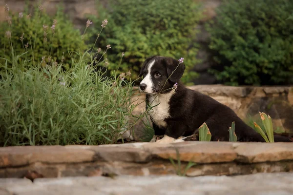 Ουαλικό Corgi Cardigan Χαριτωμένο Χνουδωτό Σκυλάκι — Φωτογραφία Αρχείου