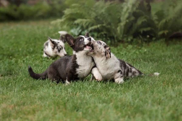 Cachorros Felices Jugando Corriendo Juntos Aire Libre Perros Corgi Perrera —  Fotos de Stock