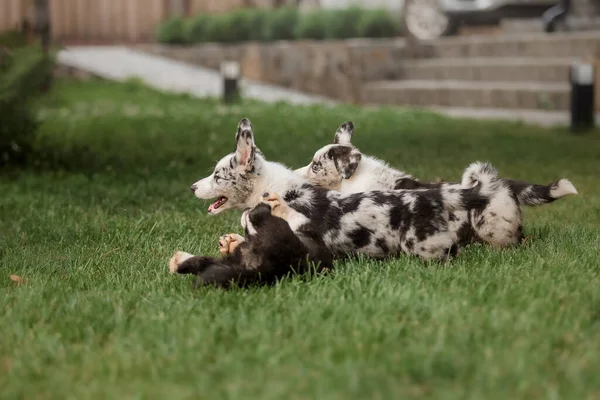 Happy Puppies Playing Running Together Outdoors Corgi Dogs Dog Kennel — Stock Photo, Image