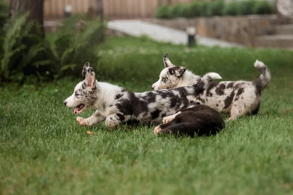 Gelukkige Puppies Spelen Rennen Samen Buiten Corgi Honden Hondenkennel — Stockfoto