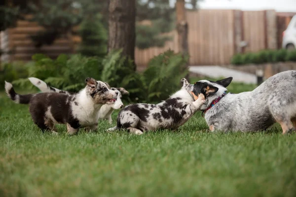 Χαρούμενα Κουτάβια Παίζουν Και Τρέχουν Μαζί Εξωτερικούς Χώρους Σκύλοι Κόργκι — Φωτογραφία Αρχείου