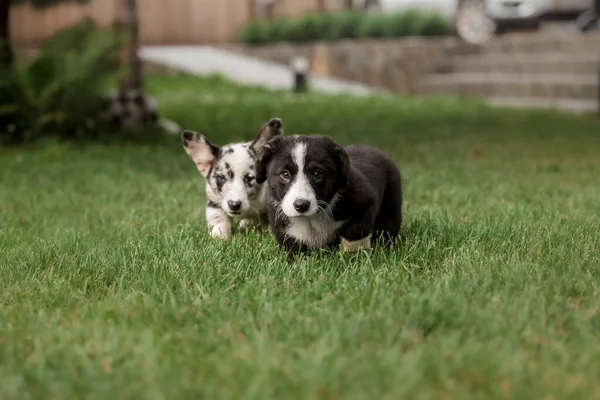 Gelukkige Puppies Spelen Rennen Samen Buiten Corgi Honden Hondenkennel — Stockfoto