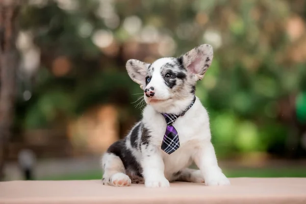 Walijski Corgi Cardigan Słodkie Puszysty Pies Szczeniak — Zdjęcie stockowe