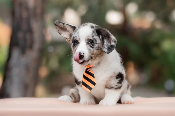 Walijski Corgi Cardigan Słodkie Puszysty Pies Szczeniak — Zdjęcie stockowe