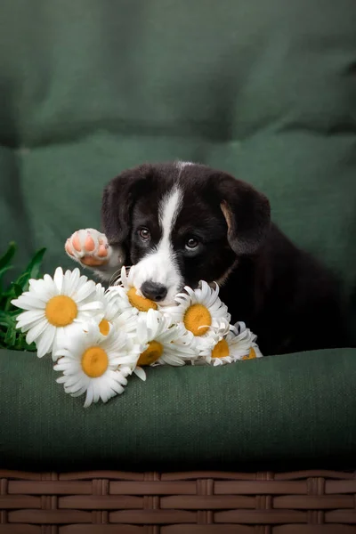 Cãozinho Bonito Com Buquê Flores Galês Corgi Pembroke Filhote Cachorro — Fotografia de Stock