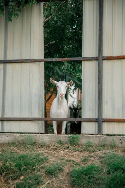 Goats Farm Goats Standing Wooden Shelter Looking Camera Benefits Goat — Stock Photo, Image