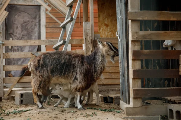 Goats Farm Goats Standing Wooden Shelter Looking Camera Benefits Goat — Stock Photo, Image