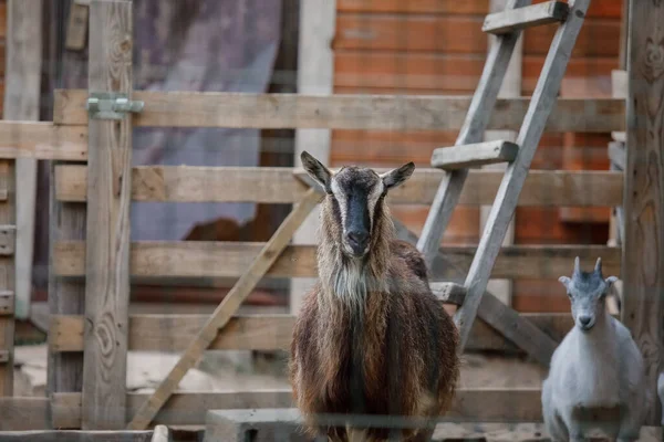 Goats Farm Goats Standing Wooden Shelter Looking Camera Benefits Goat — Stock Photo, Image